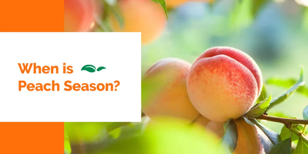 when is peach season