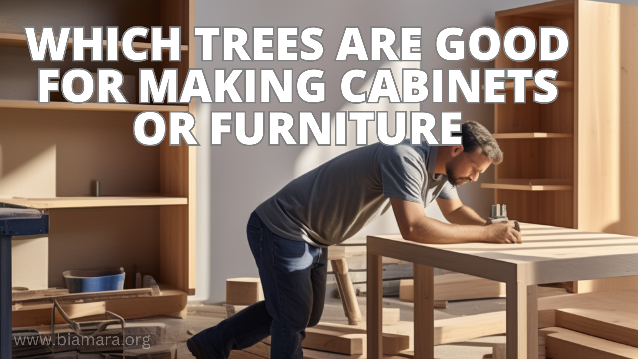 which trees are good for making cabinets or furniture