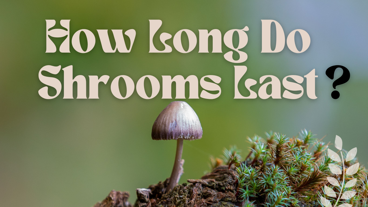 How Long Do Shrooms Last